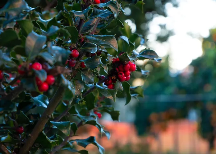 Casa Do Poço - Serra Da Estrela Alojamento de Turismo Rural Seia